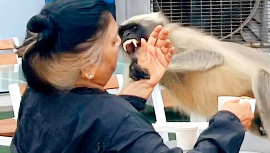 Monkey Bites: Immediate Care and Prevention Tips You Must Know