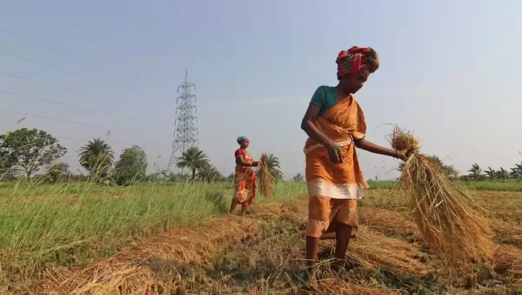 Namo Shetkari Mahasanman Yojana: Seventh Installment Brings Relief to Farmers’ Accounts