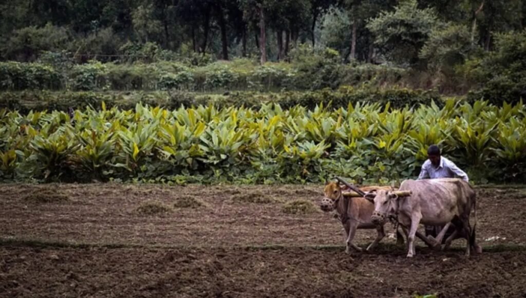 PM Kisan 21st Installment: Why Haven’t Farmers Received Their Diwali Payment Yet?