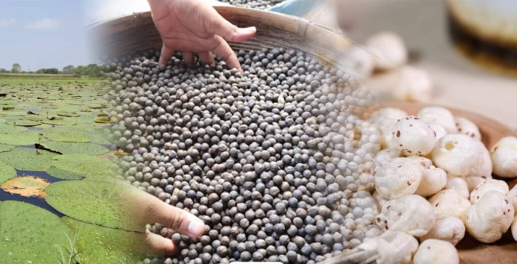 Bihar Makhana Development Scheme: Empowering Farmers with Modern Techniques and Financial Support