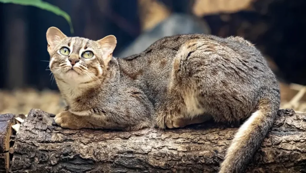 African Black-Footed Cat: The Tiny Predator with Deadly Skills