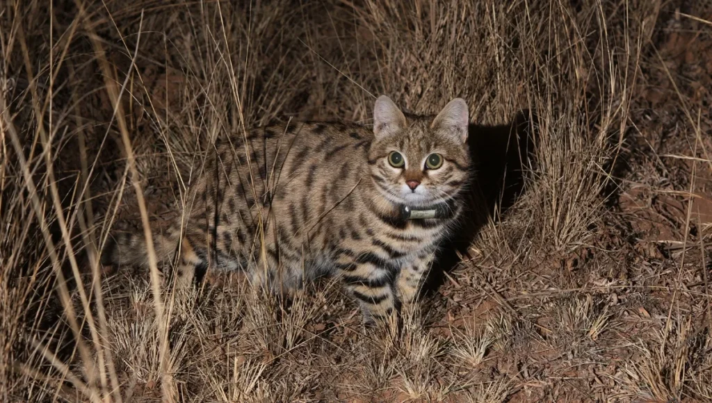 African Black-Footed Cat: The Tiny Predator with Deadly Skills