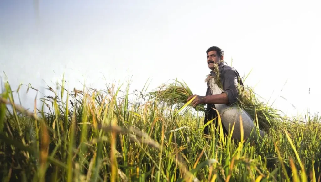 PM Kisan Scheme: 21st Installment Expected in Farmers’ Accounts Before Diwali