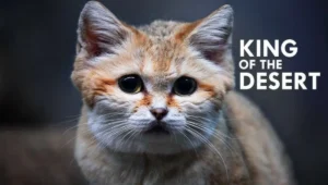 African Black-Footed Cat: The Tiny Predator with Deadly Skills