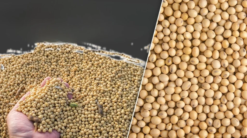 Soybean Bhavantar Scheme