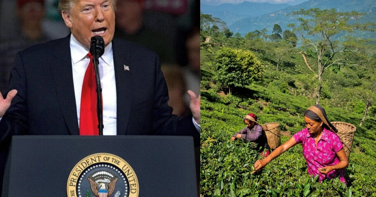 Trump Tariff Rollback