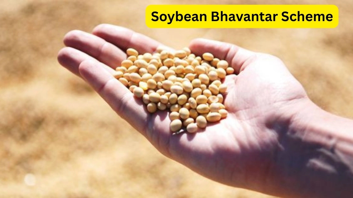 Soybean Bhavantar Scheme