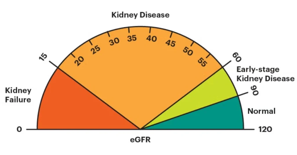 Kidney Function